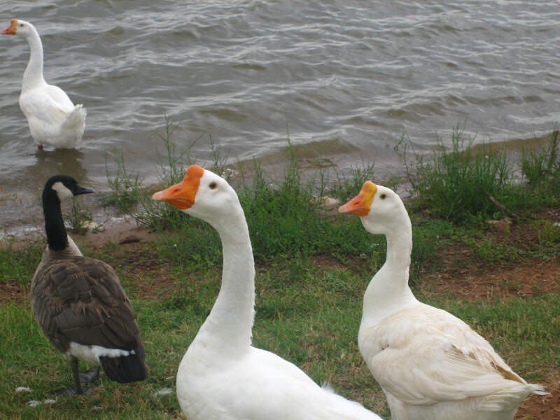 Ducks At Gordon Lake Img