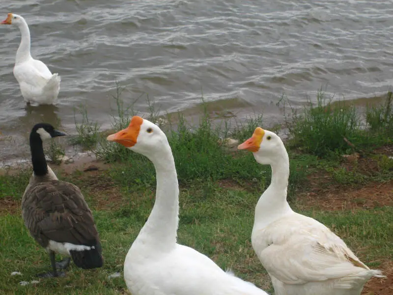 Ducks At Gordon Lake Img