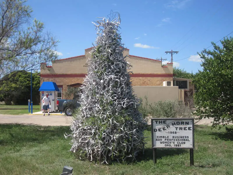 Deer Horn Treec Junctionc Tx Img