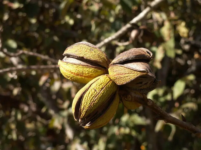 Pecan Nuts On Tree