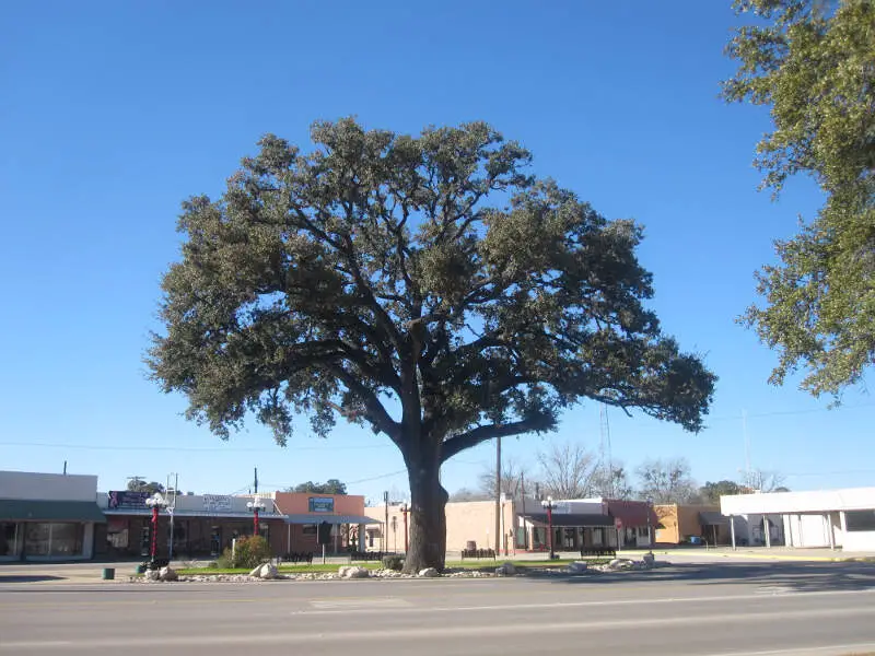 Oak Tree In Pleasantonc Tx Img