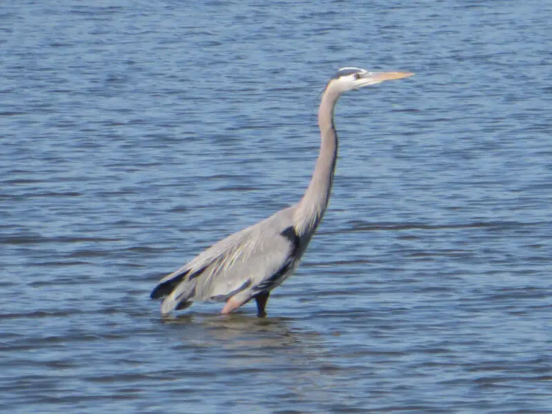 Grey Heron In Seabrook Texas