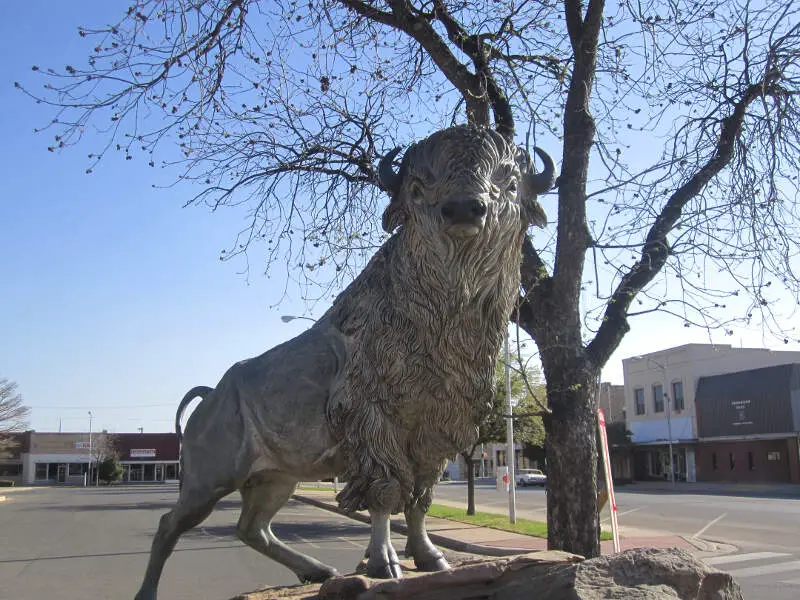 Revised White Buffalo In Snyderc Tx Img