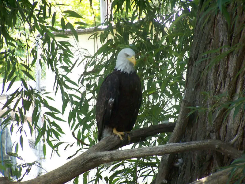 Baldeagle At Willparkzoo