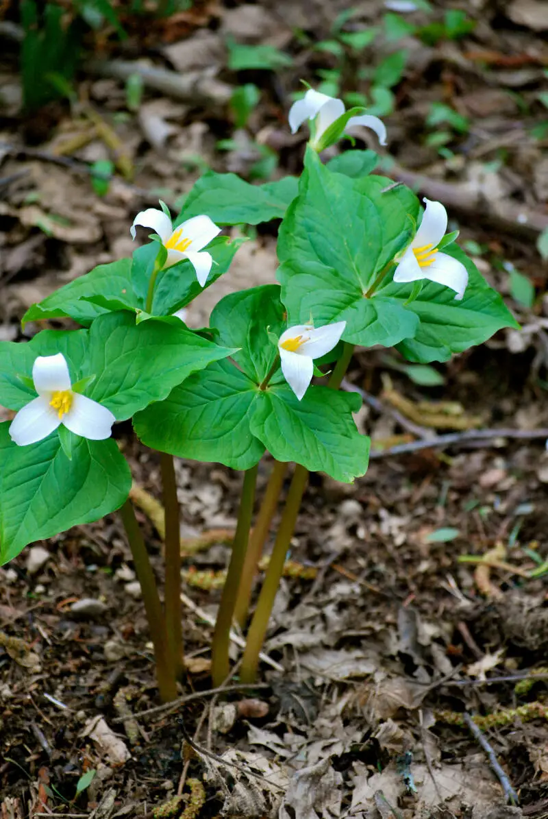 Trilliums At Dash Point State Park
