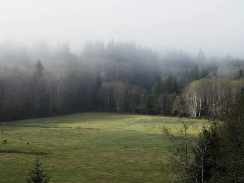 Field In Forks With Elk