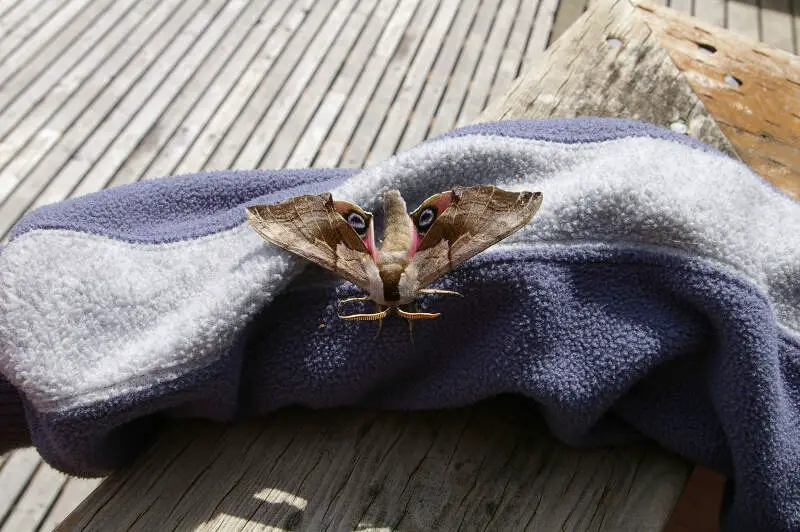 Moth Friday Harbor