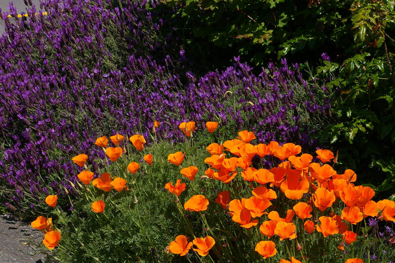 Friday Harbor Lavender And California Poppies