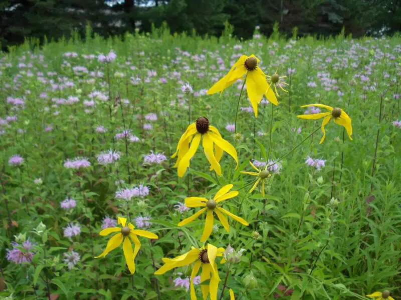 Prairie Grasses And Flowers In Antigoc Wisconsin