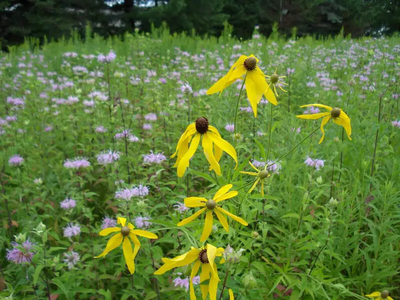 Living In Langlade County, WI