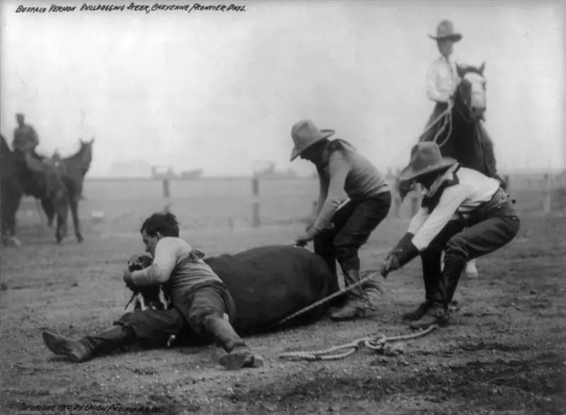 Bulldogging A Steerc Cheyenne Frontier Days Cph